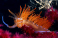   Dondice banyulensis near Elba Island. This biggest nudibranch living Mediterranean cm Island  